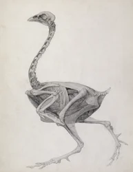 Huhn: Seitenansicht, tief seziert, aus der Serie 